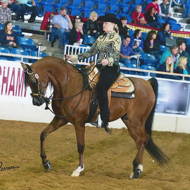 Dabomb Dot Copple Show Horses Dabomb Dot Copple Show Horses